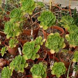 Aeonium goochiae hybr.
